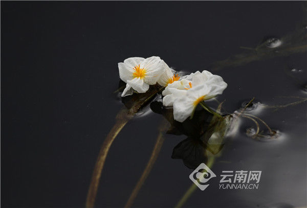 海菜花|【高清组图】海菜花盛放洱海 展现生态之美