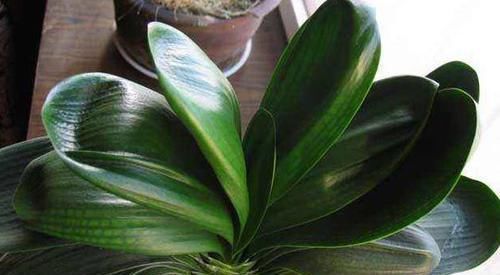 盆栽君子兰该如何催花?掌控4方面因素,开花早、状态理想