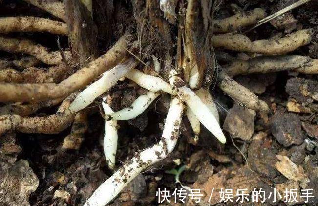 有机肥|家里养2种花,用羊粪最合适,肥效温和持久,关键不伤根