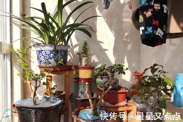 根系|5个养花好习惯，学会了，啥花都能养爆盆！5个养花好习惯，学会了，啥花都能养爆盆！