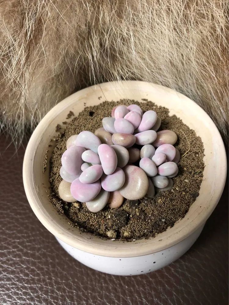 陪伴过我的都是心头肉!多肉陪我一路向前!