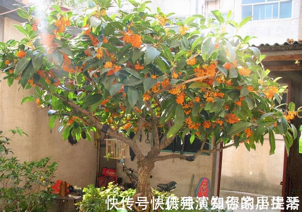 果树|3种“养人树”,漂亮有香味,能吃能观赏,建议至少养一种