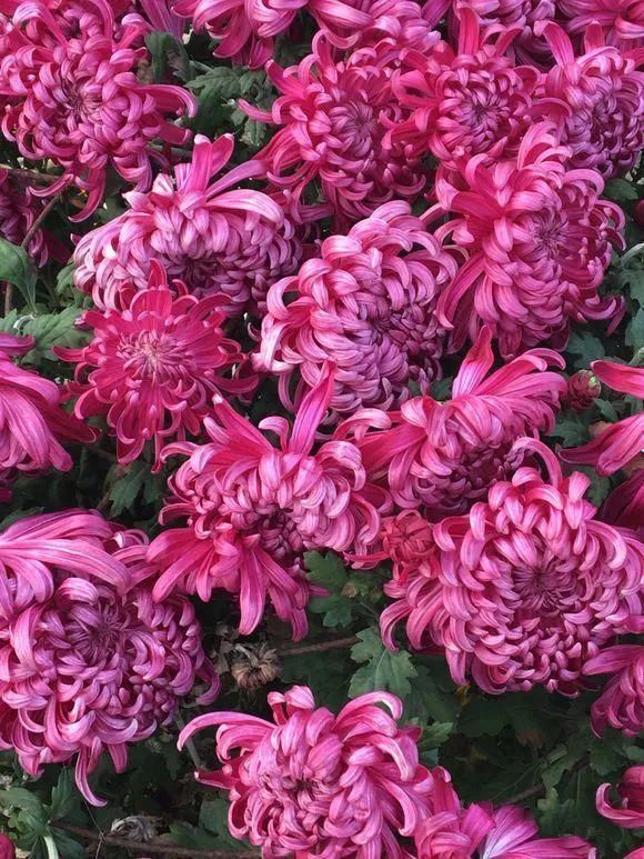 花友|4种花身材不大,花量却怪“吓人”,深秋花开一大片,美翻了