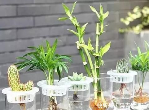 植物扦插不用土，一点点水就可以，告诉你具体“水插”方法