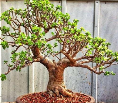 想将金枝玉叶养成身价高、颜值高盆景？3个技巧，凹出美丽造型