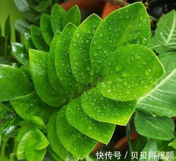 冬季金钱树黄叶不知道怎么办，试试这些办法，保准绿的流油