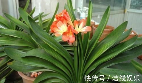 君子兰养护靠老花农5句话，叶子油亮轻松开花爆盆，没那么难养