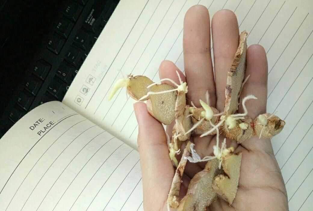  保存|生姜别再放冰箱了，一个小妙招，保存一年都新鲜