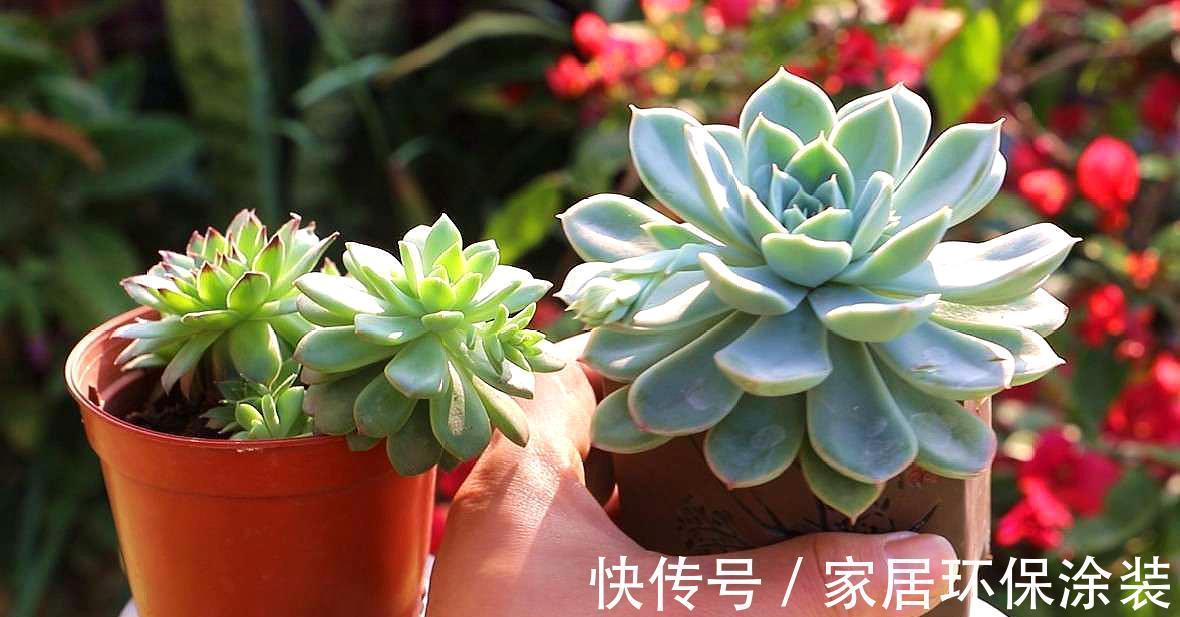 养多肉,别小看浇水,注意方法和对象,盆栽才不出问题