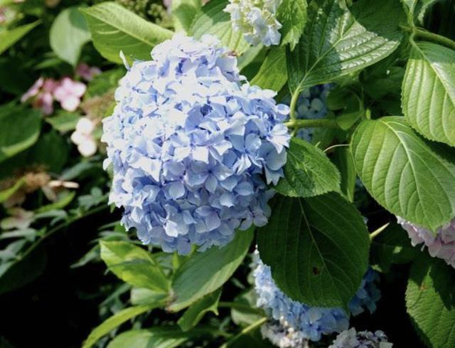 米兰花|漂亮也好养的“4种花”，枝条能剪下来“扦插”，1年后开花多！
