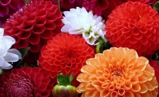 生肖|不爱化妆的3位生肖女,总以素颜淡妆示人,却显得优雅大方