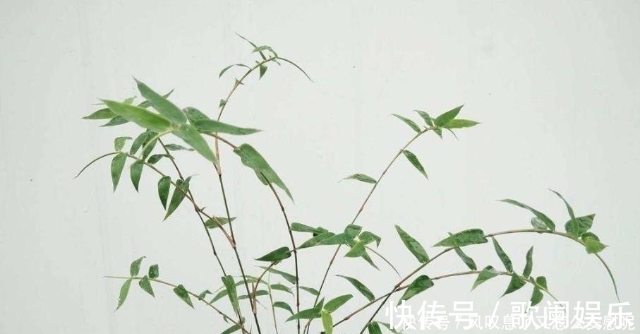 没有院子养不了竹子错,这种竹子养在桌上,比花还好看