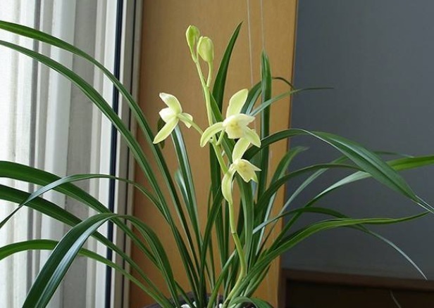 家中兰花如何“分盆”呢学会三个小方法，枝叶繁绿生根快！