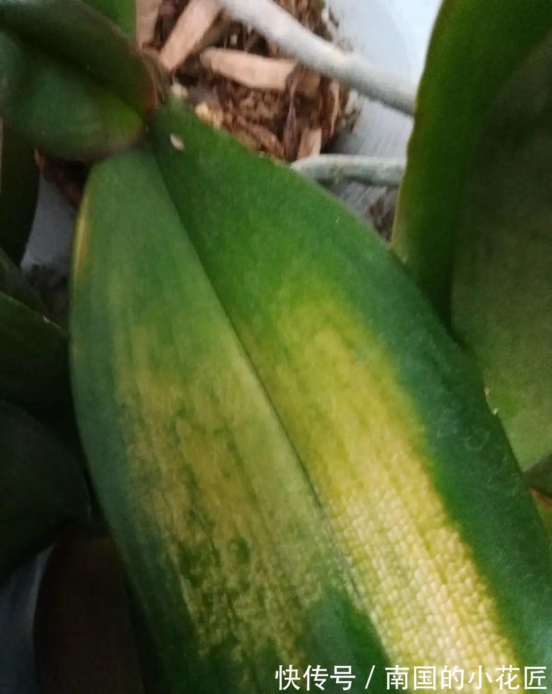 叶片|夏天怕晒的花,赶紧搬到阴凉地儿,再晒成枯杆了