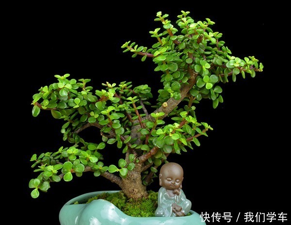 普货|4种能成“传家宝”的花,越老越值钱,养几年价格轻松翻倍!