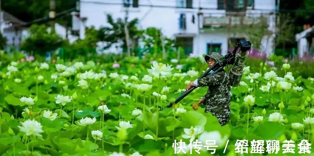 马鞭草|仲夏松江，花开正盛，夏雨荷，今天就能满足你→！