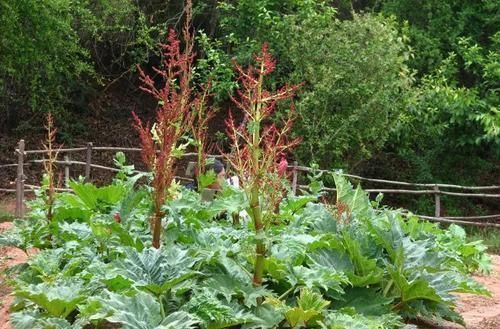 泻药|大黄农村遍地都是,不是人参胜似“人参”,竟然还能拿去卖钱呢