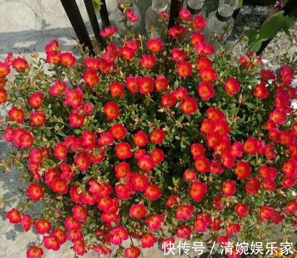 咋“折腾”都不死的4种花,越修剪越旺,很难养死