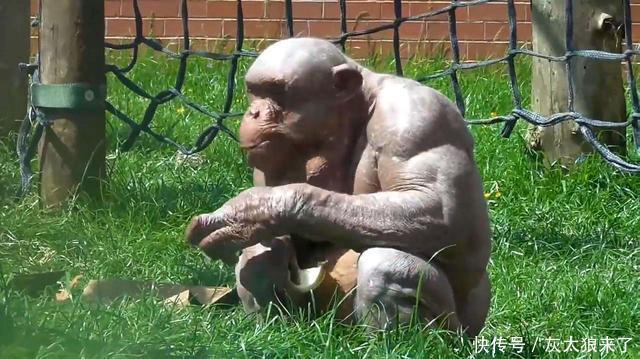 的猩猩,全身没有毛发,游客都不好意思看