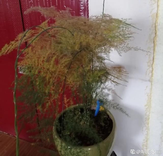 叶子|嫌花长的丑,趁现在砍头,满盆都是新叶子!