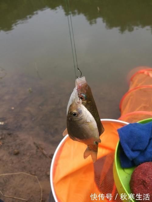 六陈水库开光新鱼护，崇尚不以爆护秀钓技