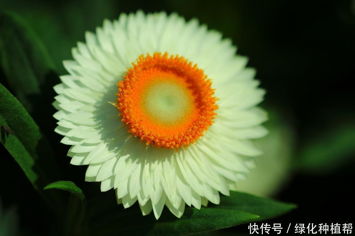 麦秆菊:美容养颜效果好,是自然界恩赐的天然“工艺品”