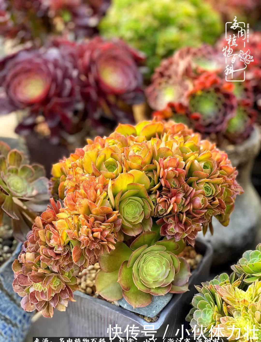 多肉|繁华落幕尽铅华,姹紫嫣红刹那,余生不长,因爱而芳华!