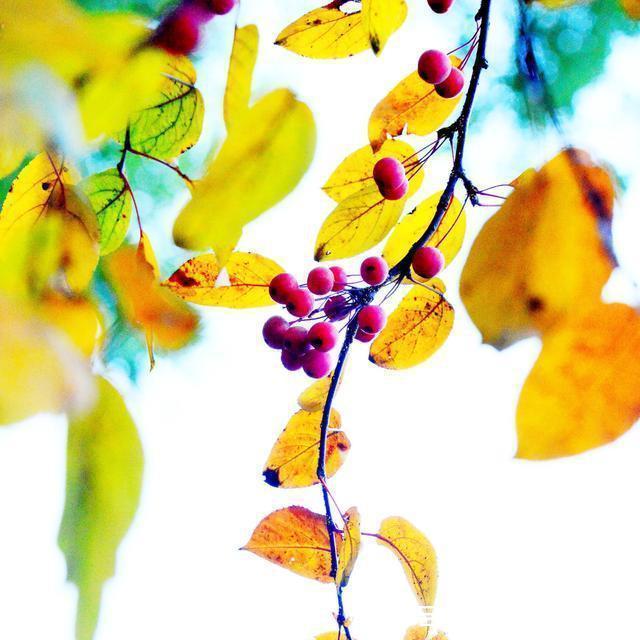 冬日|冬日海棠果!