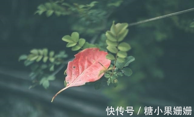 图书馆|最清净的活法:一书,一茶,一知己