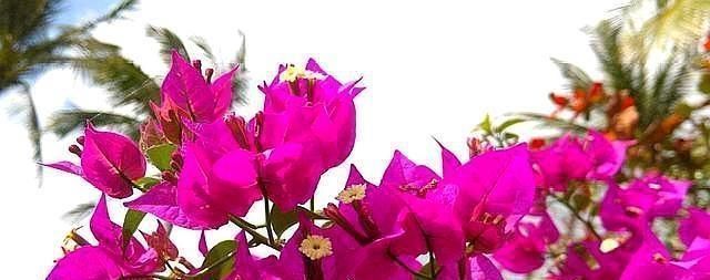 学会给三角梅“打顶”,小苗变盆景,一年四季花开满枝头