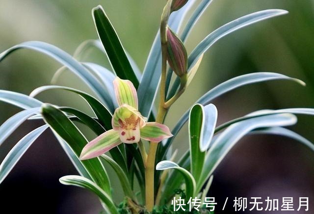 花香|此兰“花开双色”，花姿端庄优雅，兰香四溢持久，花开后香飘满屋！