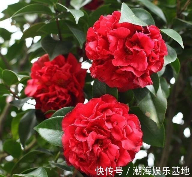 花型|家养这些植物,阳台开出花海,花大色艳,家中常常有花赏