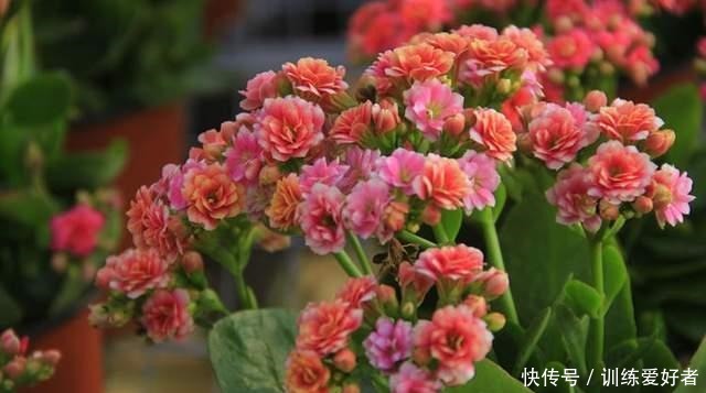 这3种花没必要花钱买,邻居家摘几片叶子,插在土里就冒根!