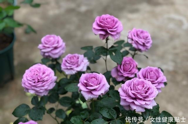 此盆栽花期超长，阳台养一盆，四季赏花，观赏价值高，种植很容易！