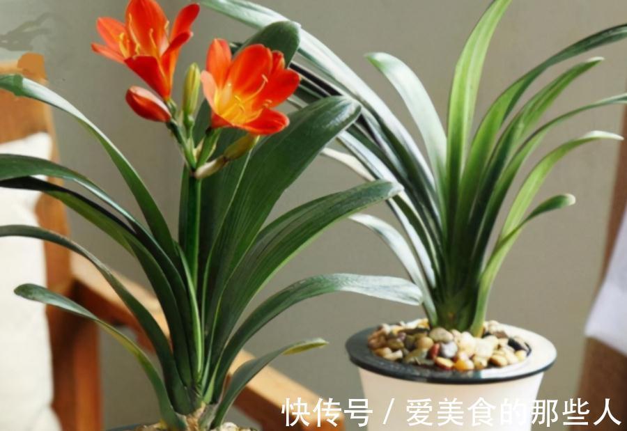 君子兰室内盆栽,12月满足4个条件,新叶花箭蹭蹭长,开花美