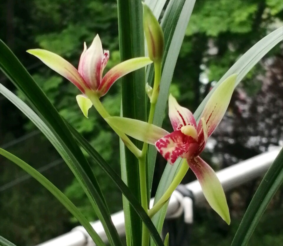 养兰花盆土老是有虫简单4招，盆土不招虫，不停蹭蹭冒新芽