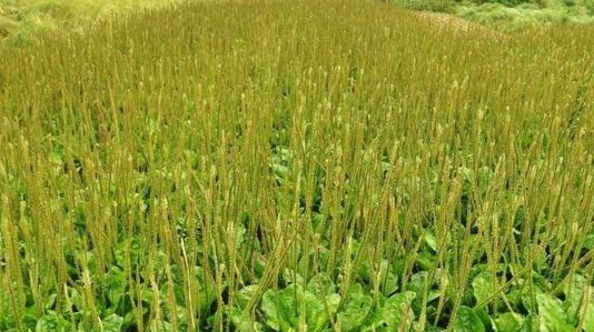 车前草|农村野生“尿床草”，过去“救命”现在治病，老人喜欢用来泡茶