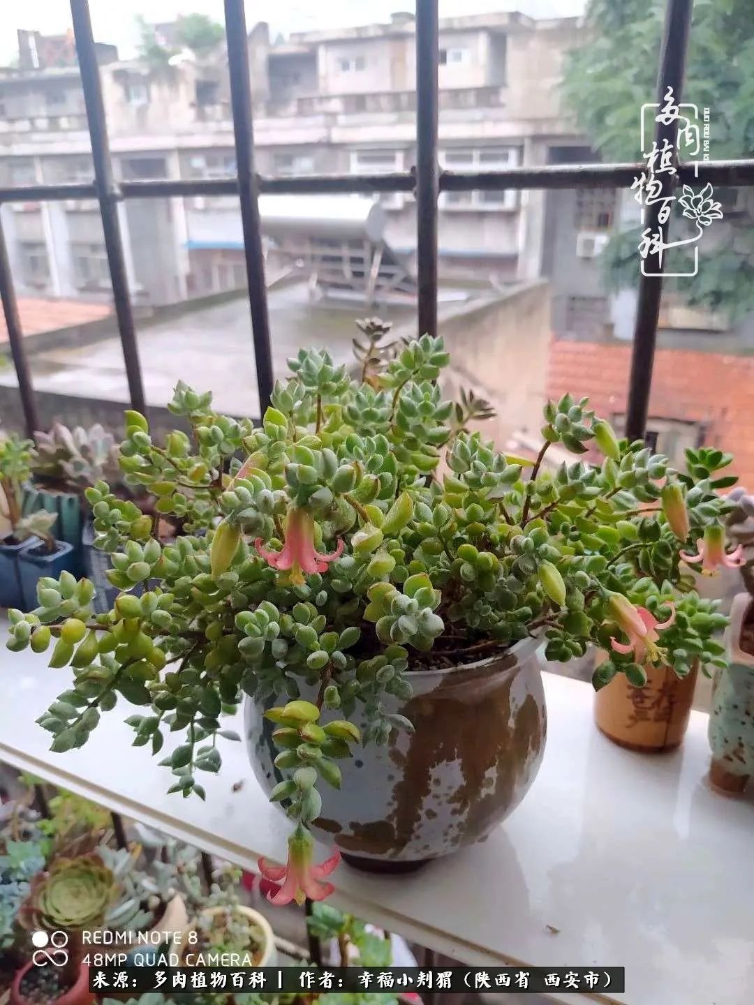 时光荏苒，种肉赏肉已成了生活中不可缺少的一部分！