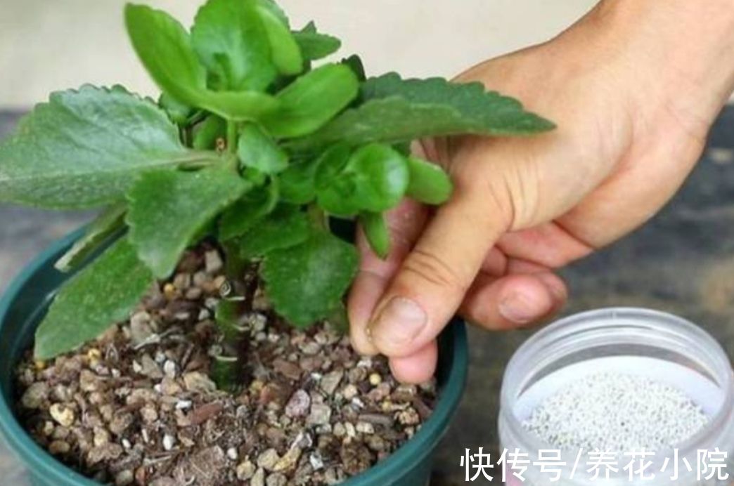 植株|家里养这6种花，9月赶紧补肥，才能长得旺，孕蕾更多