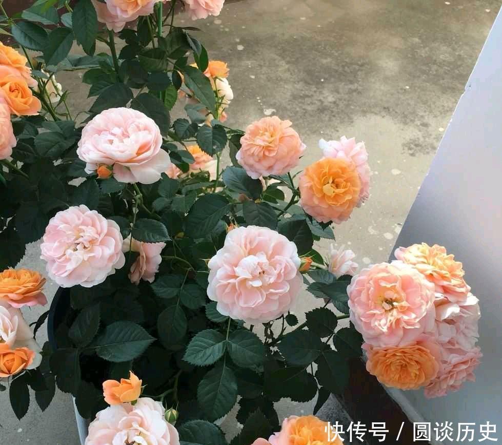 莫奈|月季中好养又美丽的“2种”，除了修剪施肥不用管，一直能开花