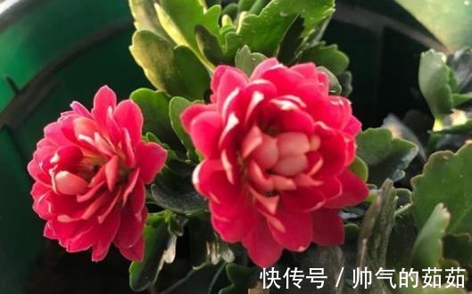 爷爷养长寿花,20天喂1勺“它”,花苞冒出来,开花200朵!
