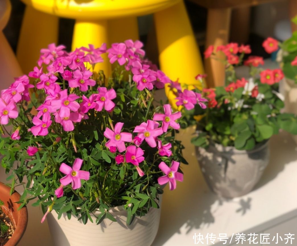 肥料|养花也要掌握尺度，不能“胡乱来”，这5个错误，看看您中了几个