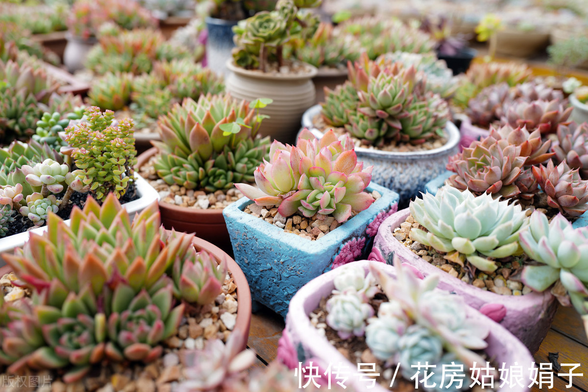 夏天|快到夏天的“三伏天”了，多肉植物黄叶、发霉、腐烂，怎么做？