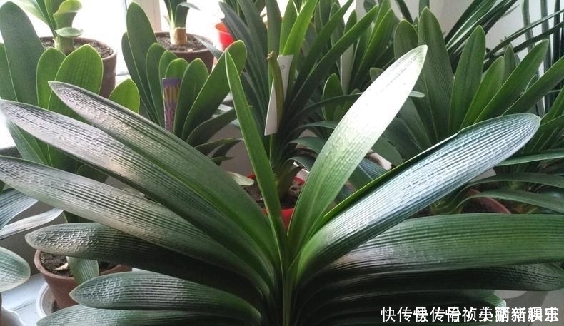 君子兰不长新叶多是这些因素导致这样养,让君子兰快速生长