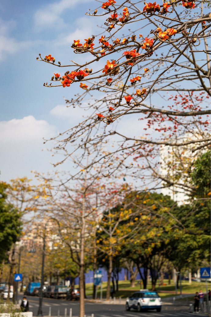 春日赏花指南来了！趁着阳光正好，这些地方不要错过