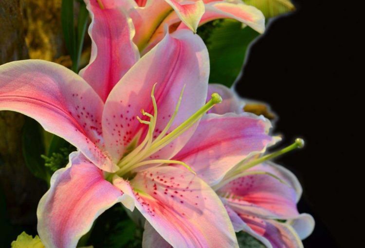 6月10日开始,养花试试这几款,开花爆满成花海,很值得栽培