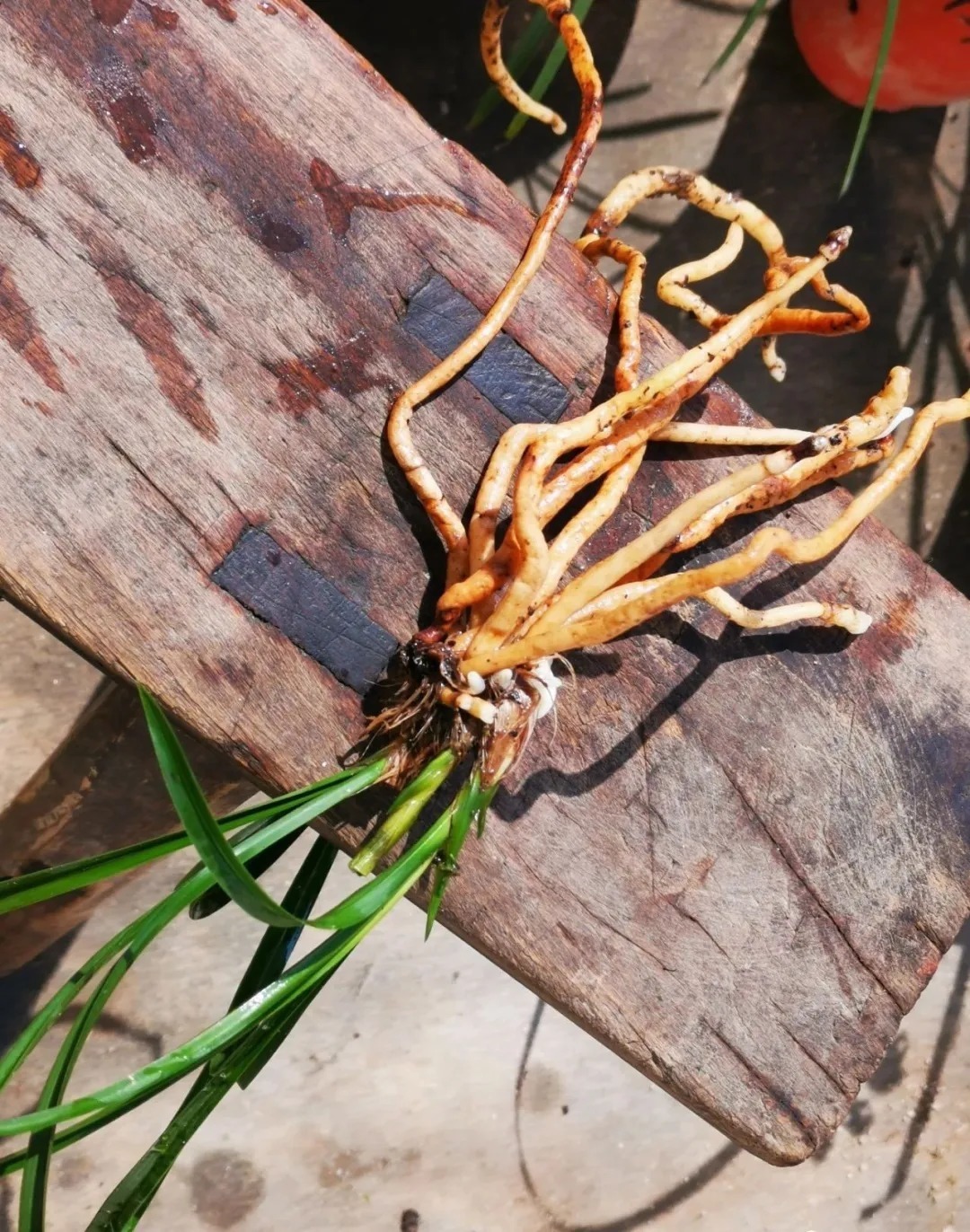 芦头|兰花易得茎腐病，和植料粗细有关？兰友：真正的原因只有3条