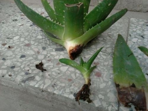 “这”4种花很贵,不要买,偷偷折一根枝,遇土就活,1毛钱不花