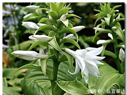 盆栽|此花是中国名花,花叶俱美,香味宜人,好养易活,是盆栽佳品