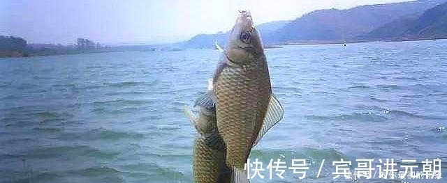 鱼类|鱼不咬钩就不钓了记牢鱼儿这四个习性，半个小时就能钓满渔护